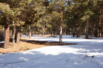 A beautiful snow-covered forest in the winter from large and small trees against