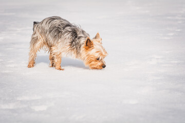 Yorkshire Terrier / Winter