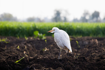 Obraz premium great white egret