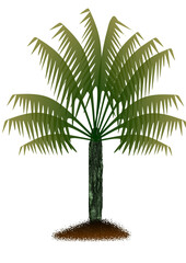 Palm tree