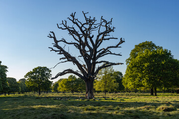 A lifeless oak tree silhouetted against a beautiful spring sky at sunset, with surrounding trees...