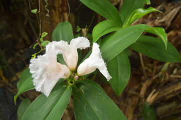 Costus speciosus plant that produces beautiful flowers. shot of garden photos in low light.
