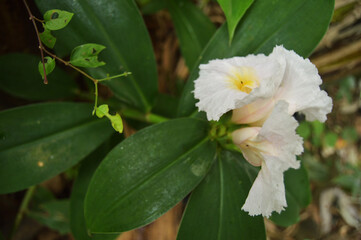 Obraz na płótnie Canvas Costus speciosus plant that produces beautiful flowers. shot of garden photos in low light.