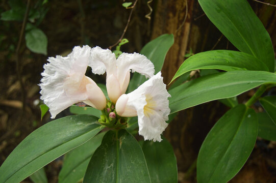 Costus speciosus plant that produces beautiful flowers. shot of garden photos in low light.