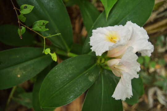Costus speciosus plant that produces beautiful flowers. shot of garden photos in low light.