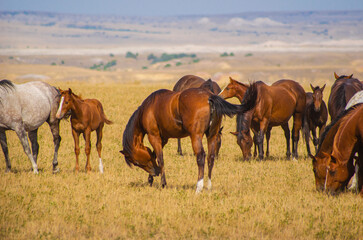 Obraz premium horses in the field