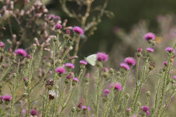 The butterfly insect feeds on nectar from a flower.