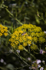 yellow flowers in the garden