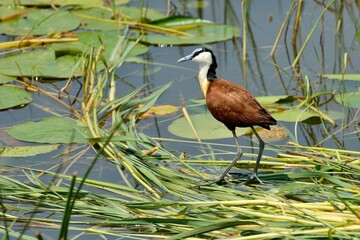 Ein Blaustirn-Blatthuehnchen (Actophilornis africanus) im natürlichen Habitat.