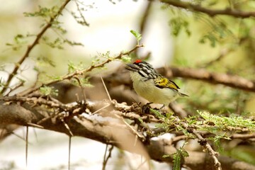 Ein Feuerstirn-Bartvogel (Pogoniulus pusillus) auf einem Zweig.
