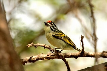 Ein Feuerstirn-Bartvogel (Pogoniulus pusillus) auf einem Zweig.