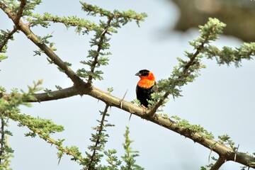 Ein Feuerweber (Euplectes franciscanus) auf einem Zweig.