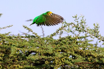 Ein  Gelbkopfpapagei (Poicephalus flavifrons) fliegt vor blauem Himmel.