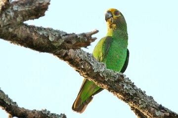 Ein  Gelbkopfpapagei (Poicephalus flavifrons) auf einem dicken Ast.