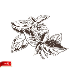 Hand drawn bunch of crisp basil leaves isolated on white background. Vector sketch for poster, web design, banner, card, flyer, icon, logo or badge.