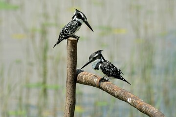 Zwei Graufischer (Ceryle rudis) auf einem Zaun.