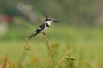Graufischer (Ceryle rudis) auf dem Ansitz.