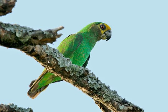 Grüner Papagei