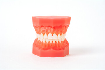 Closeup model with white teeth. Jaw in dentistry. Clean denture, model of the jaw. Dental, oral surgery, stomatology, orthodontist concept