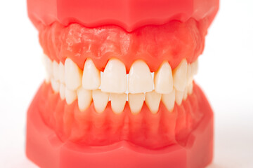 Closeup model with white teeth. Jaw in dentistry. Clean denture, model of the jaw. Dental, oral surgery, stomatology, orthodontist concept