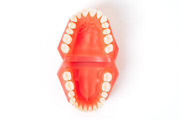 Top view model with white teeth. Jaw in dentistry. Clean denture, model of the jaw. Dental, oral surgery, stomatology, orthodontist concept