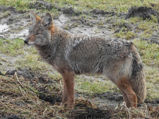 Naklejka na ściany i meble Coyote Pic#6 - posing for the picture
