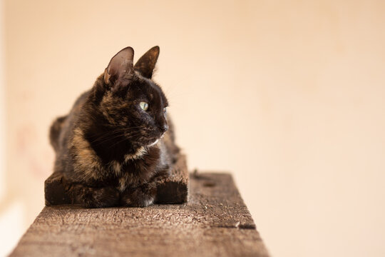 Uma gata carey descansando sobre uma superfície de madeira.