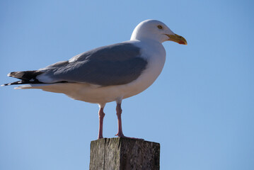 The Coastal Resident