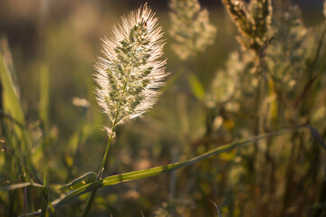 ears of wheat