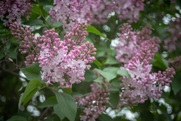 Fototapeta na wymiar Big lilacs bush blooming in park after rain. Bright lilac branch bloom. Spring pink lilac flowers close-up on blurred background. Bouquet of purple flowers