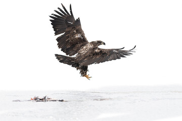An immature bald eagle pitches on the ice at a local lake.  The eagle's wings are up and expanded as it gets ready to land.  The eagle's beak and talons are illuminated because of the daylight.