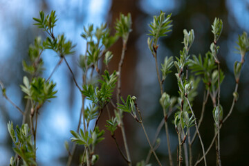 Young spring leaves on branch lit by sunrays, green leaves background