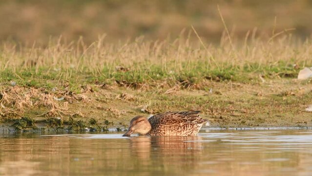 Full shot of two Gadwall or Mareca strepera in golden hour light swimming in water or wetland of keoladeo national park or bharatpur bird sanctuary rajasthan india