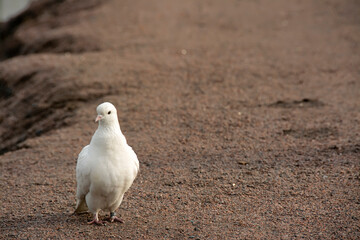 The white dove is a symbol of peace.