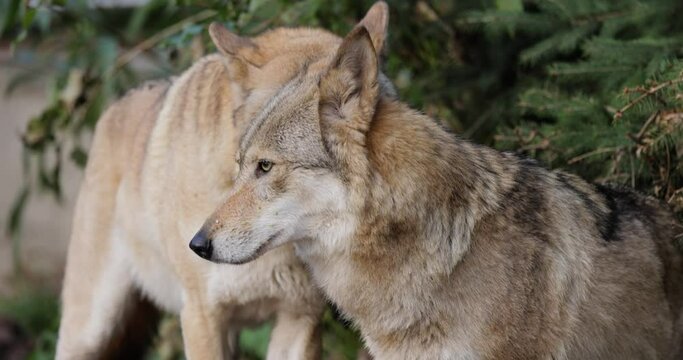 Wolf (Canis lupus), also known as the gray wolf is the largest extant member of the family Canidae. Wolves are the largest wild member of the dog family.