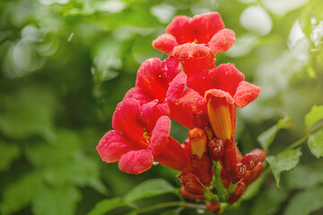 Beautiful red flowers of the trumpet vine or trumpet creeper Campsis radicans. Campsis flowers.
