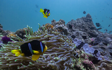 coral reef with fish