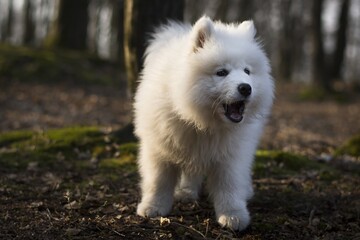 Samoyed, Siberian dog. In nature, secluded by the forest. Dog - Man's best friend.