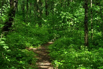 Fototapeta premium Nature is the world around us, not created by man. That which is primary, which appeared long before man. The natural habitat of man. Forests, mountains, seas, oceans, flora, fauna, and man himself.