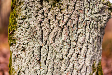 close-up of the tree trunk with beautiful texture and moss on the side