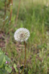 Naklejka premium Close up of dandelion spores in nature. Dandelion of the family Taraxacum officinale close-up. Dandelion air. Dandelion officinalis