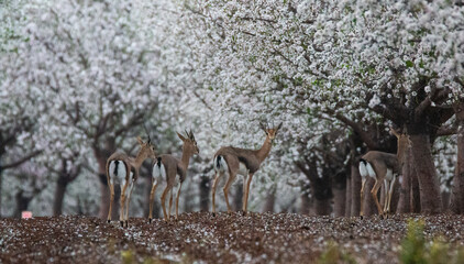 deers in lower gallile, Israel
