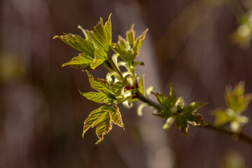 Green first spring black elderberry Sambucus leaves on twig, blurry background