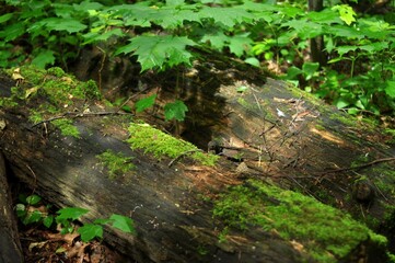 Fototapeta premium Nature is the world around us, not created by man. That which is primary, which appeared long before man. The natural habitat of man. Forests, mountains, seas, oceans, flora, fauna, and man himself.