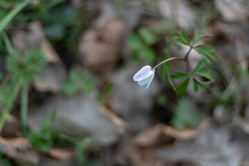close up macro of beautiful perfect white wood anemone flower, Anemone nemorosa, selective focus, bokeh, spring floral background