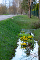 Marsh Marigold or Kingcup - Caltha palustris In ditch near country road