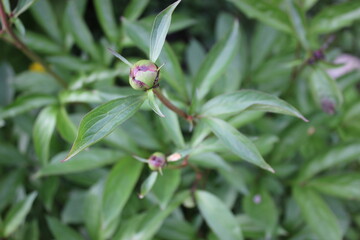 A flower bud of peony flowers that has not yet bloomed. This is an enlarged picture of peony flower bud blossoms.