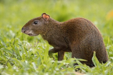 Central American agouti