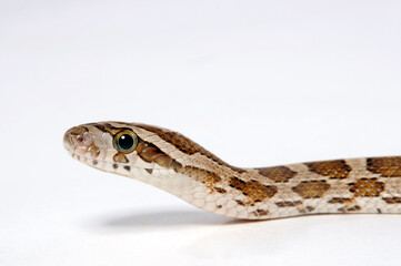 Great Plains rat snake // Prärie-Kornnatter (Pantherophis emoryi)
