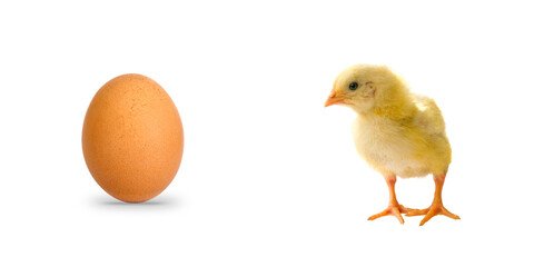 Single brown egg with funny little chicken isolated on white background